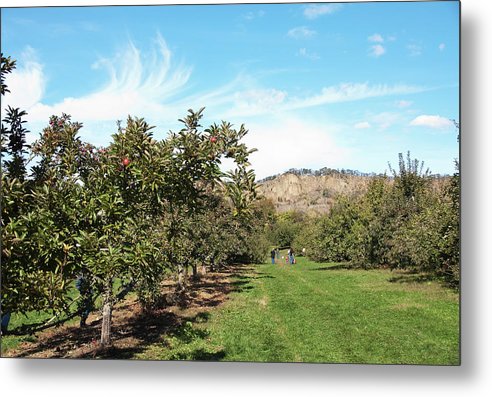 Apple Picking - Metal Print