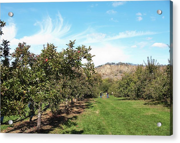 Apple Picking - Acrylic Print