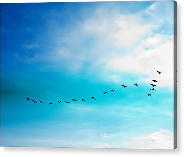 Flying Away - Acrylic Print
