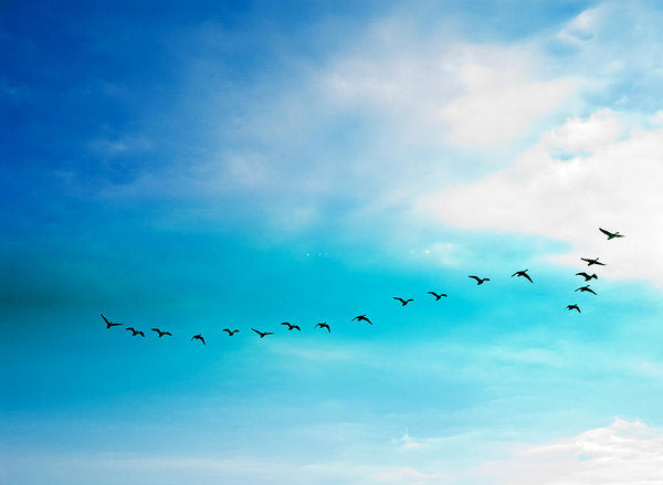 Flying Away - Art Print