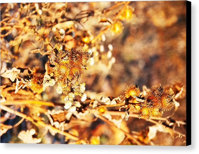 Gold Rush - Canvas Print