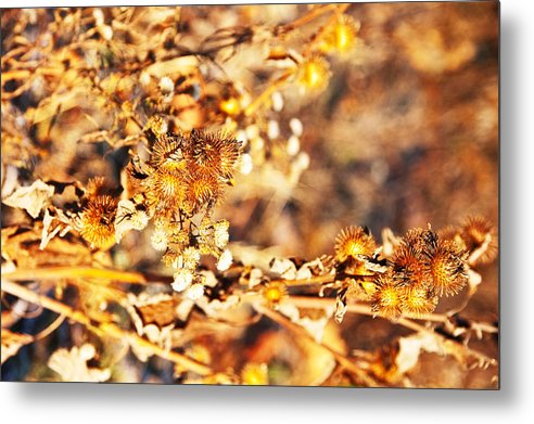 Gold Rush - Metal Print