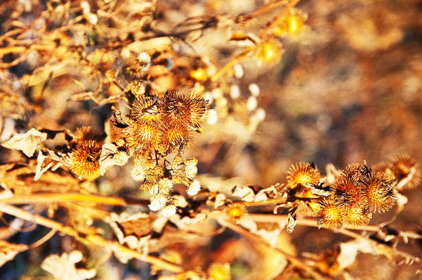 Gold Rush - Art Print