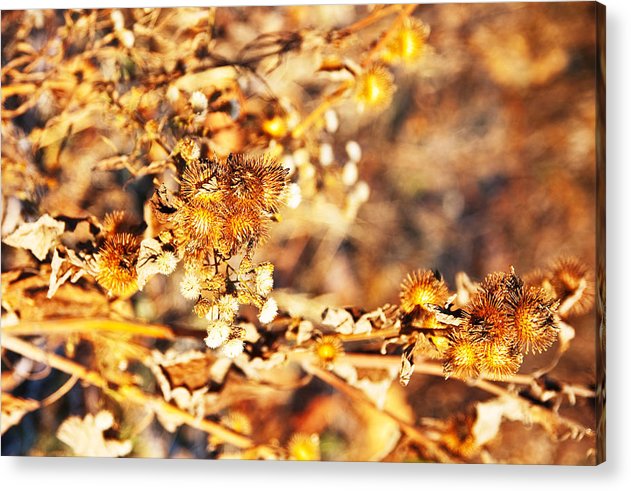 Gold Rush - Acrylic Print