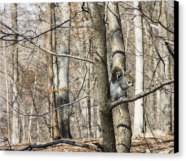 Good Day For Eating - Canvas Print