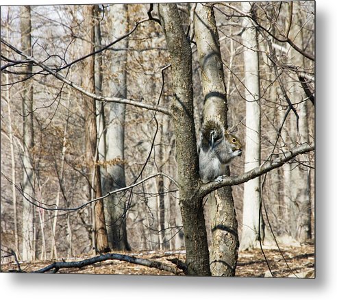 Good Day For Eating - Metal Print