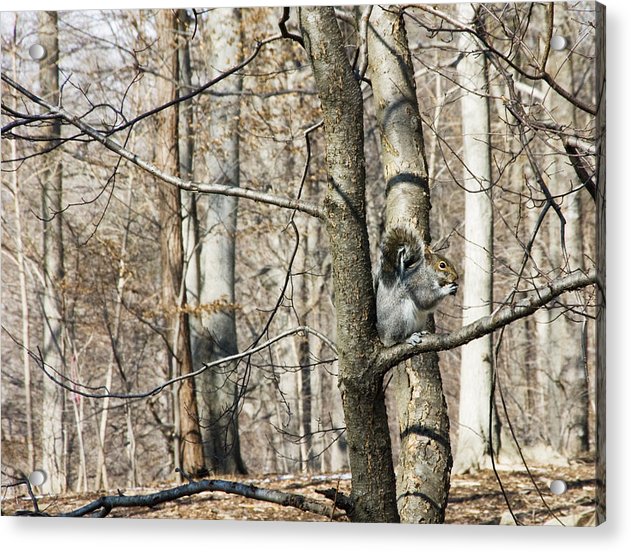 Good Day For Eating - Acrylic Print