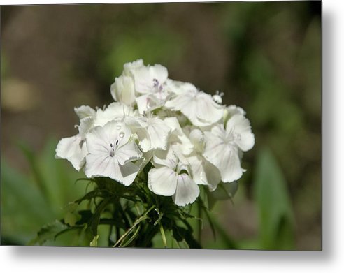 Pure Still Life - Metal Print