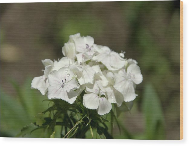 Pure Still Life - Wood Print