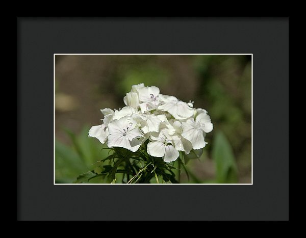 Pure Still Life - Framed Print